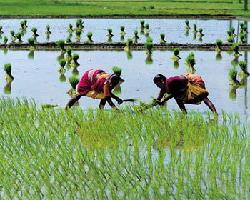 Food, Technology and Biodiversity | BIODIVERSITY IS LIFE  &ndash; | Scoop.it