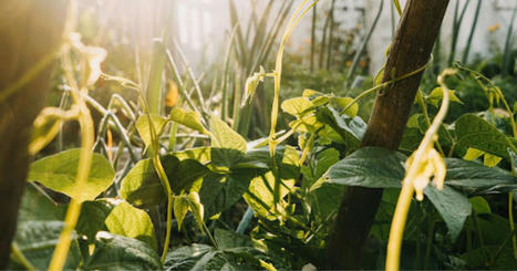 YOUTH : Growing a Sustainable Future: Empowering Youth through Green Entrepreneurship and Social Permaculture | CIHEAM Press Review | Scoop.it