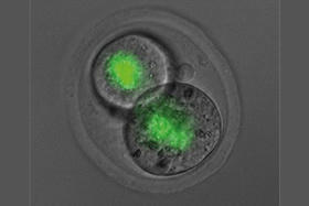 Not all information is in our genes: Are we inheriting more than we think? | Amazing Science | Scoop.it