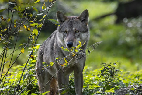 "Ce n'est plus vivable" : dans le Jura, une série d'attaques de loups menacent les petits éleveurs de moutons | Elevage et société | Scoop.it