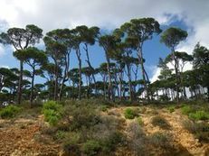 Dans les Landes, les pins deviendront plus vulnérables aux tempêtes - Journal de l'environnement | Biodiversité | Scoop.it