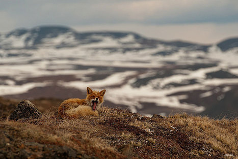 Russian Mining Engineer Photographs Arctic Foxes During His Work Breaks | 16s3d: Bestioles, opinions & pétitions | Scoop.it