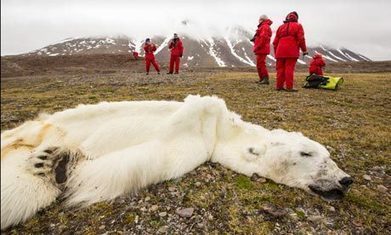 Polar bears 'may need to be fed by humans to survive' | CLIMATE CHANGE WILL IMPACT US ALL | Scoop.it