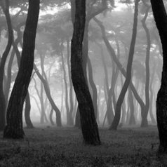 Misty Forest by Twostar K | My Photo | Scoop.it