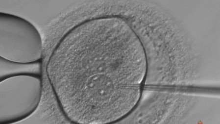 La Chine fait naître les premiers bébés CRISPR | EntomoScience | Scoop.it
