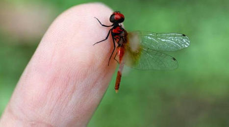 Biodiversité : « Il y a d’innombrables enseignements à tirer des insectes », plaide un chercheur qui tente d’enrayer le déclin de ces espèces | Biodiversité | Scoop.it