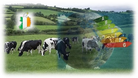L’Irlande sacrifie 200 000 vaches pour sauver le climat | Lait de Normandie... et d'ailleurs | Scoop.it