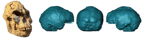 Peering into Australopithecus’ 3.67 million-year-old brain | Amazing Science | Scoop.it
