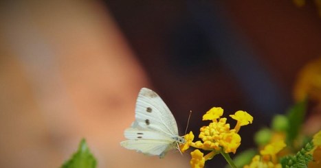 Papillons de jour : une extinction silencieuse | Agir pour la biodiversité ! | Scoop.it