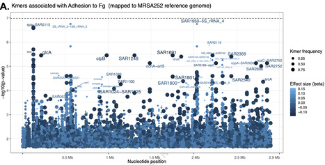 Genetic determinants of Staphylococcus aureus adhesion shape virulence trade-offs in bacteremia | Ncm | RMH | Scoop.it
