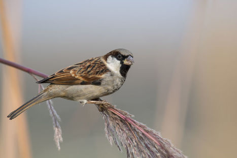Les moineaux des villes sont en danger | Les oiseaux au gré du vent | Scoop.it