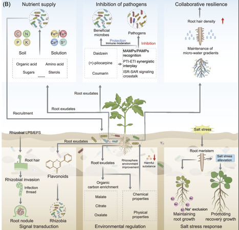 Enviromics crosstalk between internal and external plant environments for enhanced adaptation and de novo domestication | iMeta | RMH | Scoop.it