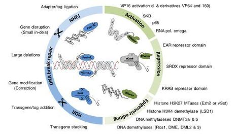 Precision genetic modifications: a new era in molecular biology and crop improvement - Planta | SEED-DREAM Lab info | Scoop.it
