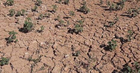 S&eacute;cheresse dans les Landes&nbsp;: jusqu'&agrave; 70&nbsp;% de pertes, la Chambre d'agriculture demande un plan national de sauvegarde - ICI | Landes | Scoop.it