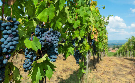 Viticulture : les Vingt-Sept valident le plan européen et simplifient l’étiquetage à l’export - Euractiv.fr | Agriculture en Pays de la Loire | Scoop.it