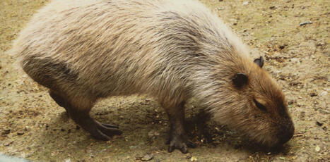 Qui est le capybara, cet étonnant rongeur qui a gagné le cœur des internautes ? | Biodiversité - @ZEHUB on Twitter | Scoop.it