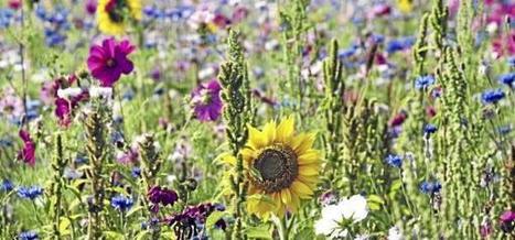 Quand les "subventions vertes" nuisent &agrave; l'environnement et aux finances publiques | Plan&egrave;te, Nature et Biodiversit&eacute; | Scoop.it