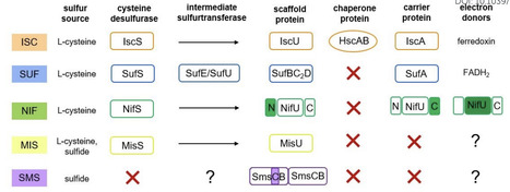 Intricacies in Iron-Sulfur Cluster Function and Biogenesis: Functional Versatility, Sulfur Sources, and Enzyme Specificity | RSC | RMH | Scoop.it