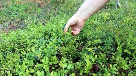 Asiantuntija muistuttaa kaupunkimarjastajaa: Metsä ei ole steriili paikka | 1Uutiset - Lukemisen tähden | Scoop.it