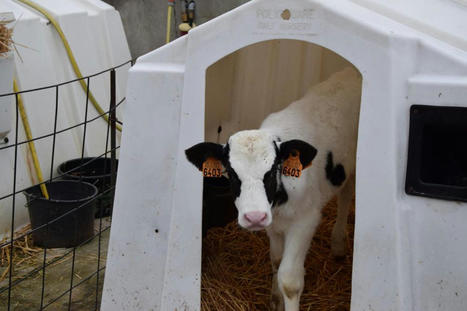 Belgique: Où vont vaches et veaux ? | Actualités de l'élevage | Scoop.it