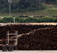 Wood costs for pulp mills and sawmills in Brazil have fallen the past year | Timberland Investment | Scoop.it