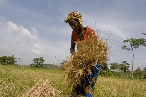 Release: FAO/EST: Monthly News Report on Grains (MNR) January 2015 | MED-Amin network | Scoop.it