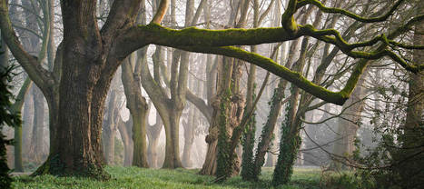 Arboriste, un m&eacute;tier de CAUE | Biodiversit&eacute; | Scoop.it