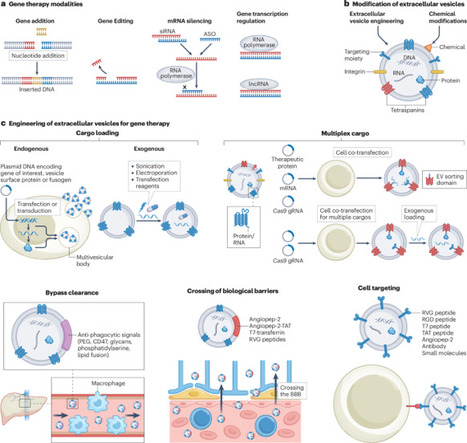 Extracellular vesicles for the delivery of gene...