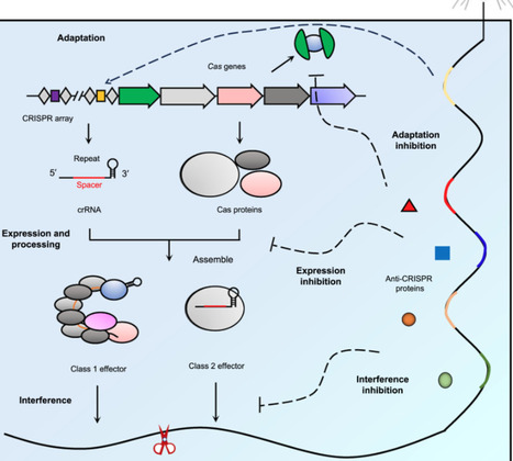 Recent advances in noncanonical inhibition mechanisms of anti-CRISPR proteins | mLife | RMH | Scoop.it