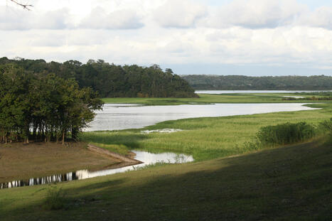 Lesson Plan | Amazon Water Cycle Role-play from Cal Academy | RAINFOREST EXPLORER | Scoop.it