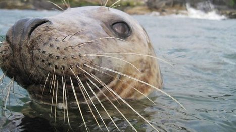 Sightseers 'causing undue seal stress' in Aberdeenshire | Biodiversité | Scoop.it