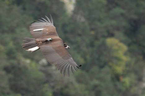 Esta abutre-preto viajou do Sul de França ao Norte de Portugal | Biodiversité | Scoop.it