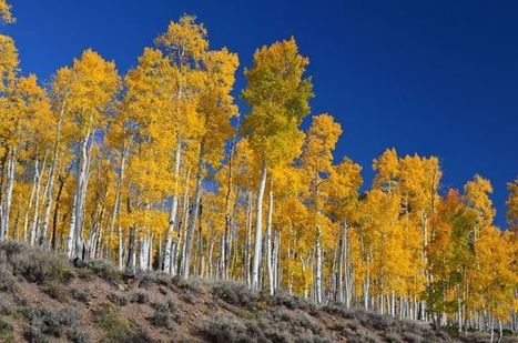 Pando : Le plus gros et le plus vieil &ecirc;tre vivant du monde ? | Caf&eacute; des Sciences | Scoop.it