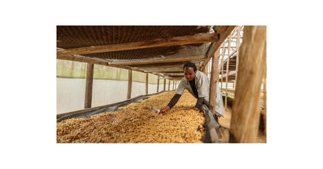 CLIMATE: Coffee beans meet green rules | DURABILITES | Scoop.it