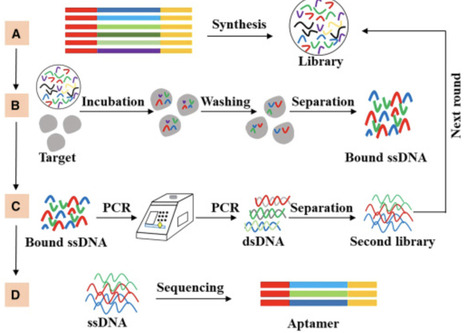 Aptamers as emerging tools for plant disease management: From biosensing to active modulation | isci | RMH | Scoop.it