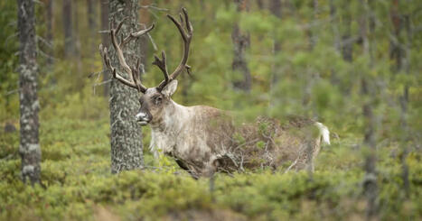 Metsäpeurojen alueelle nousee kymmeniä tuulivoimaloita – Jääkö luonto jalkoihin, kysyy luonnonsuojeluliitto | Kotimaa | Yle | 1Uutiset - Lukemisen tähden | Scoop.it