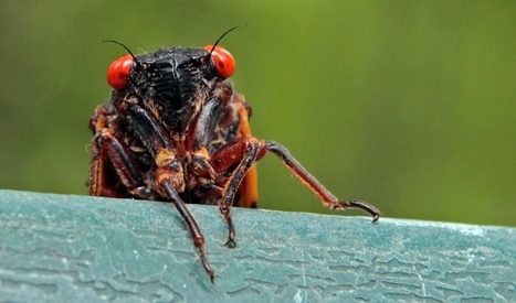 Long-lived insects raise prime riddle / L'&eacute;nigme des insectes &agrave; long cycle de vie | Insect Archive | Scoop.it
