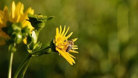 La silphie, une culture écologique et résistante à la sécheresse | Les Colocs du jardin | Scoop.it