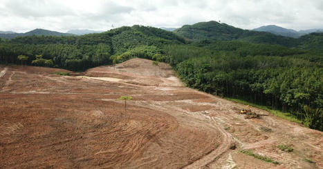 Tackling deforestation risk in financial portfolios  | Sustainable Procurement News | Scoop.it