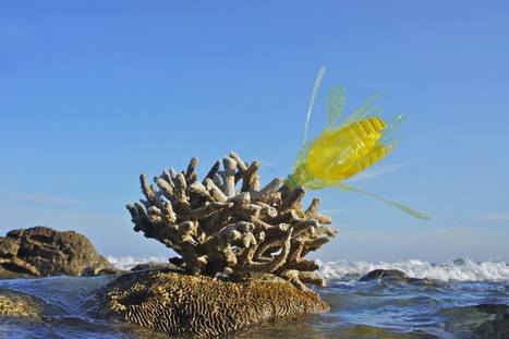 Aligna Sadakhom: Coral flower | Art Installations, Sculpture, Contemporary Art | Scoop.it