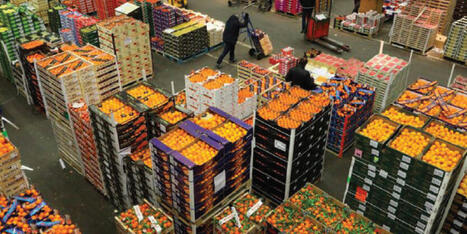 Agrumes : le MAROC gagne du terrain sur le march&eacute; britannique | CIHEAM Press Review | Scoop.it