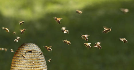 Abeilles et pesticides&nbsp;: les &Eacute;tats membres fixent un taux de perte &laquo;&nbsp;acceptable&nbsp;&raquo; des colonies | Environnement et technique | Scoop.it