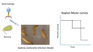 Galleria mellonella as an Animal Model to Test the Activity of Synthetic Phages Against P. aeruginosa Infections | iBB | Scoop.it