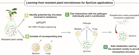 Host-guided microbiome-metabolite interactions enable cross-kingdom SynComs for disease suppression | Mbm | RMH | Scoop.it