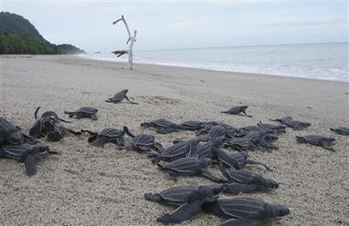 Pacific leatherback turtle, known for its arduous 6,000-mile ocean trek, faces extinction in 20 years | OUR OCEANS NEED US | Scoop.it