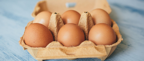 Plus de 500 000 œufs rappelés à cause de salmonelles | Toxique, soyons vigilant ! | Scoop.it