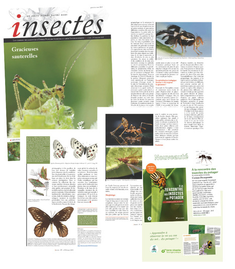 Le nouveau numéro d’Insectes est en ligne ! | Variétés entomologiques | Scoop.it