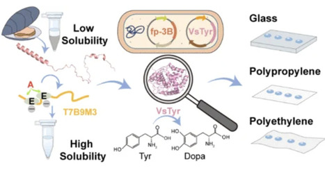 Enhancing Soluble Expression and Post-Translational Modification of Mussel Foot Protein in E. coli | acs | RMH | Scoop.it