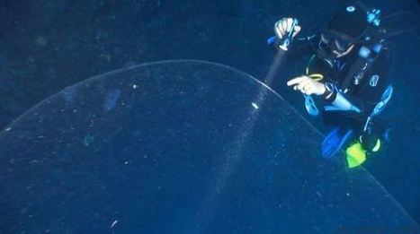 VIDÉO. Des plongeurs ont découvert une étrange sphère gélatineuse au large de la Turquie | Koter Info - La Gazette de LLN-WSL-UCL | Scoop.it