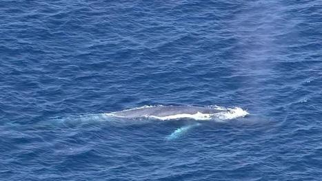 Blue whale believed tangled in fishing line may be in Mexico | Coastal Restoration | Scoop.it